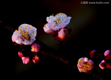 梅花开在梦中