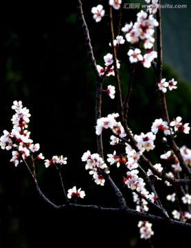 梅花梅枝