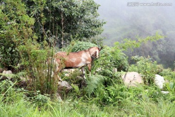 尼泊尔山羊