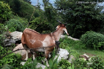 尼泊尔山羊