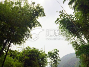 竹林