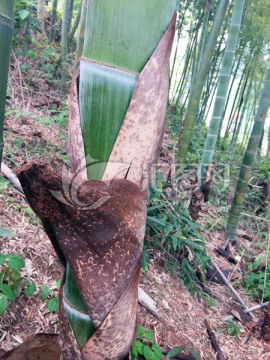 竹子