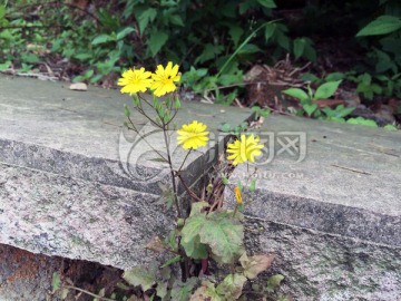 黄色的小花