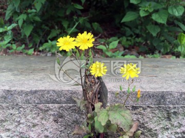 野花