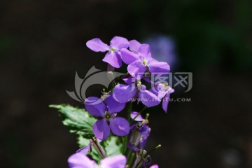 光影下的紫色四瓣小花