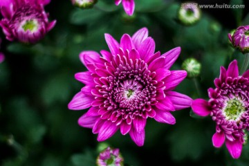 紫红菊花