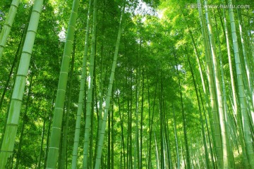 竹林