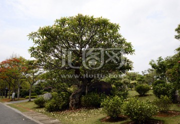 鸡蛋花树