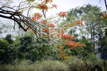 凤凰花