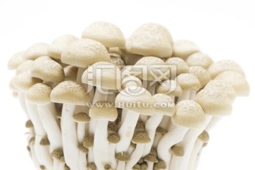 真姬菇 蘑菇