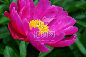 芍药花