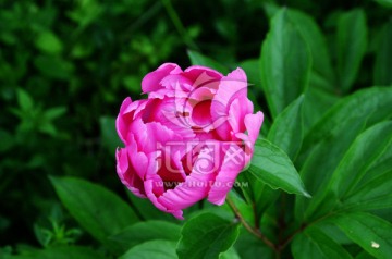 芍药花