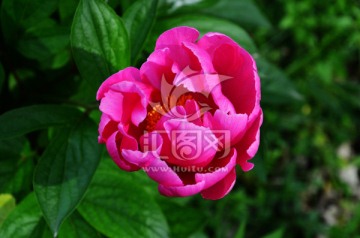 芍药花