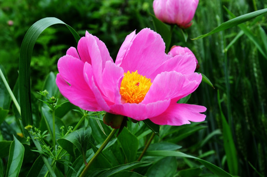 芍药花