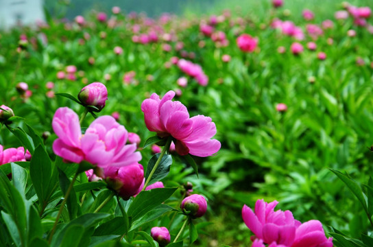 粉色花朵