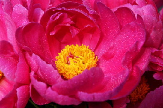 芍药花