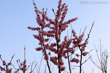 春天 花树