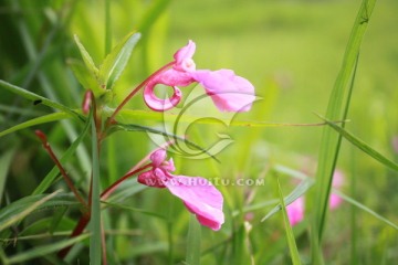 比翼鸟花