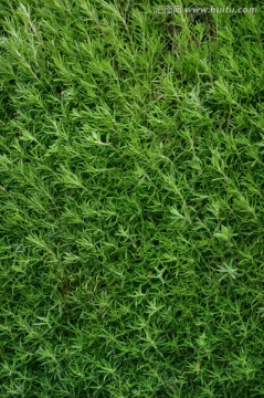 花草背景 背景素材 绿植墙