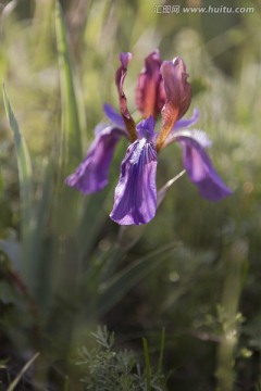 鸢尾 花