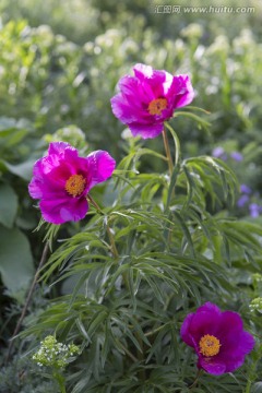 芍药 野花