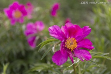 野生芍药花
