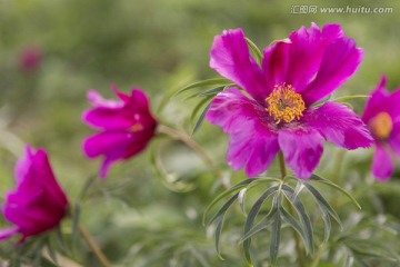 野生芍药花