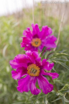 野生芍药花