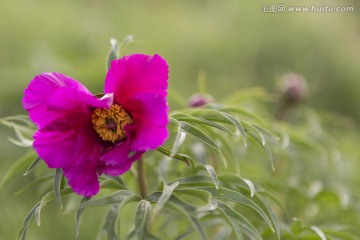 野生芍药花