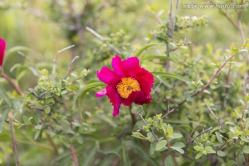 野生芍药花