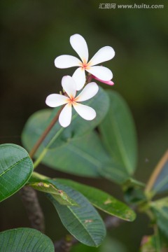 鸡蛋花