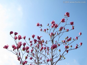 玉兰花