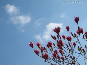玉兰花