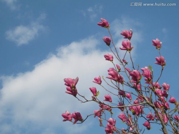 玉兰花