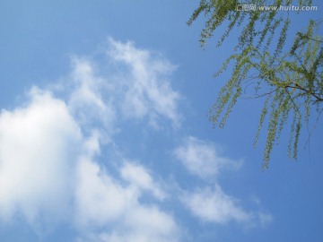 柳树与蓝天白云