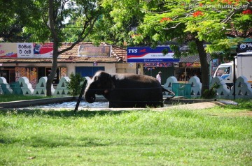 寺庙里的大象