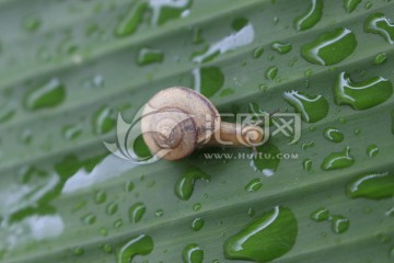 蕉叶上的蜗牛