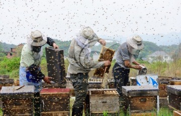 养蜂 采蜜
