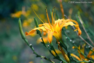 金针花