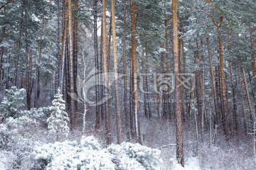 樟子松松林雪景
