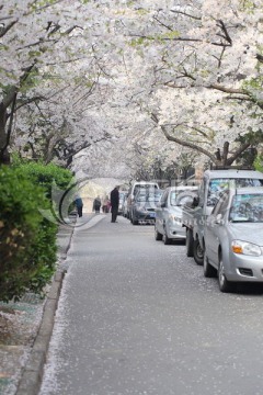 青岛 樱花大道 樱花路 三明