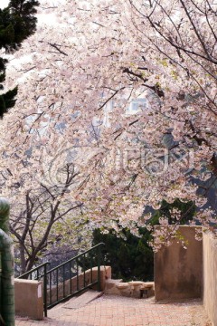 青岛 樱花大道 樱花路 三明