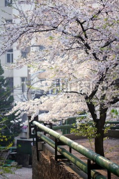 青岛 青岛风光 城市风光 五