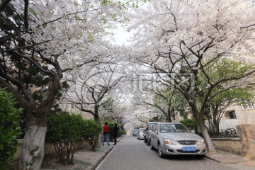 青岛 青岛风光 城市风光 五