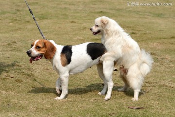 比格猎犬和萨摩耶犬狗交配