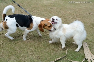 比格猎犬和萨摩耶犬狗