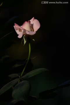 月季花