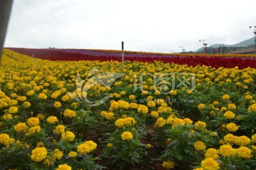 黄花
