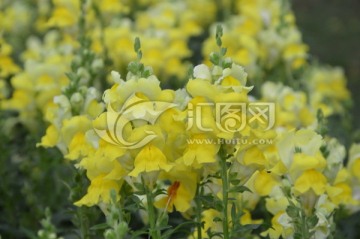 黄花朵