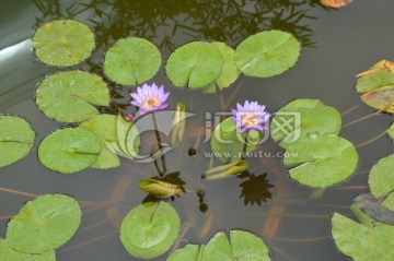 莲花